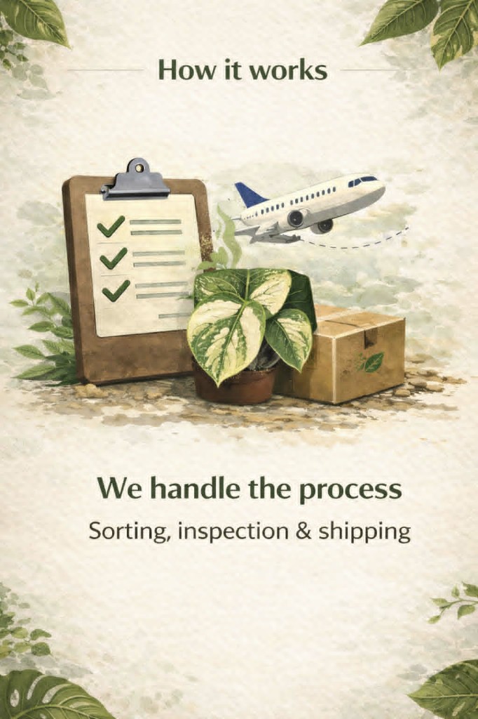 We handle the process — sorting, inspection and shipping. Clipboard, plants and shipping with flight illustration.